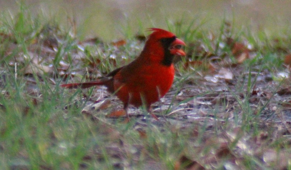 Northern Cardinal