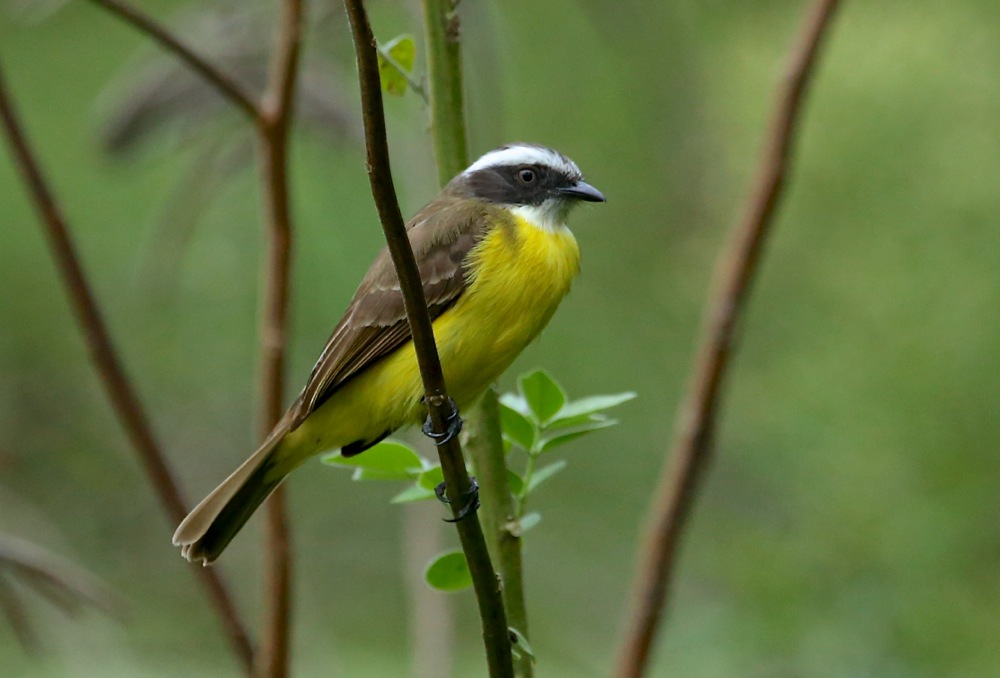 Social Flycatcher