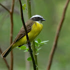 Social Flycatcher