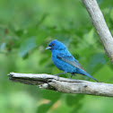 Indigo Bunting