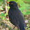 Common Blackbird