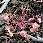 Miniature Miner's Lettuce