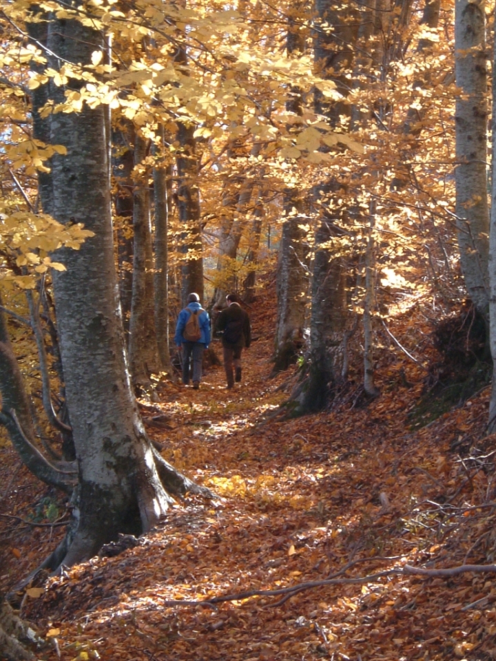 C'e' una strada nel bosco ... di moiven