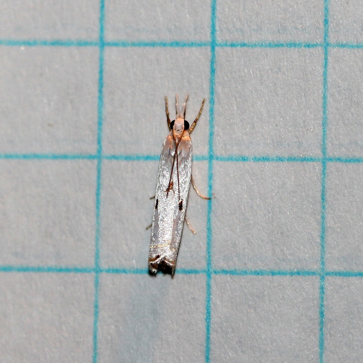 Gold-stripe Grass-veneer Moth