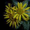 Seaside Ragwort