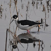 Black-necked Stilt