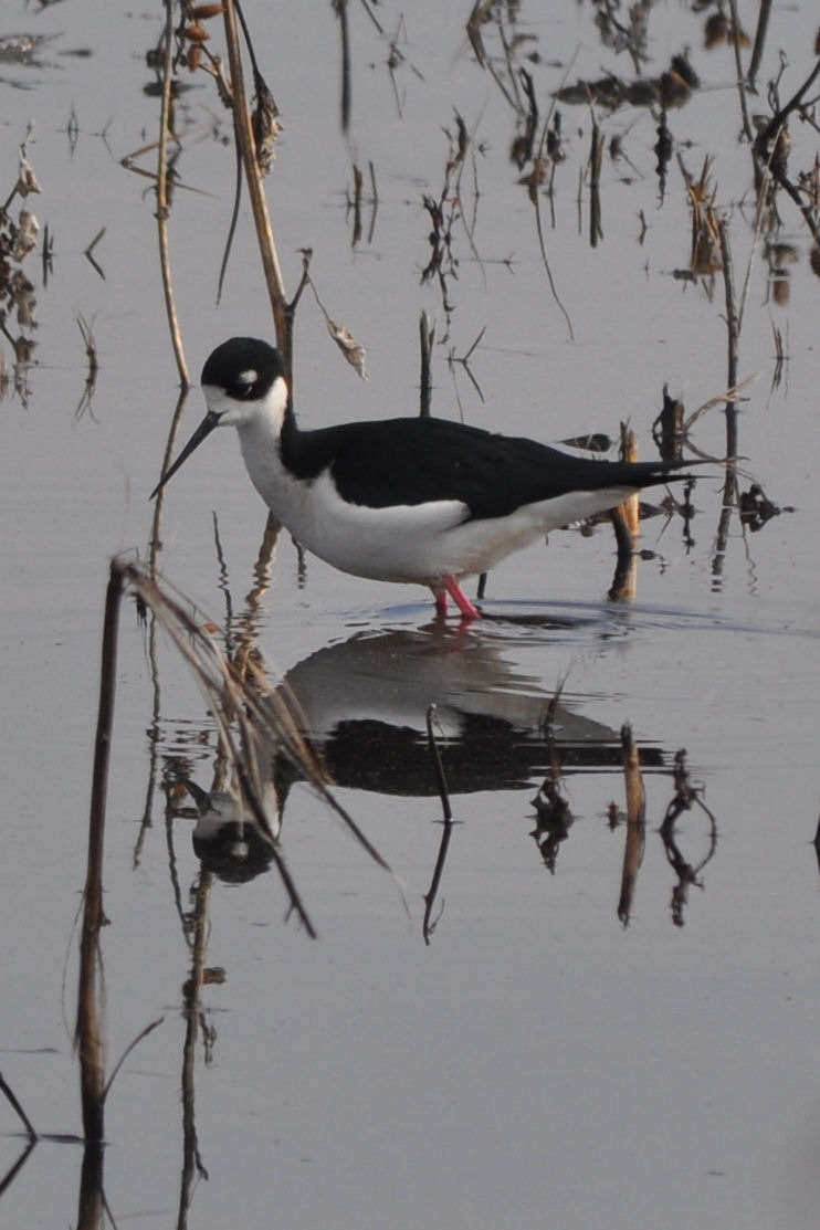 Black-necked Stilt