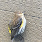 Yellow Rumped Warbler (Female, Myrtle Race)