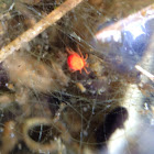 Red velvet mite