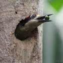 Black-cheeked woodpecker