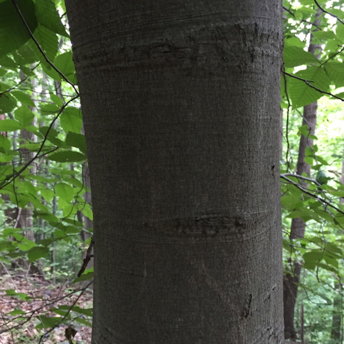 American Beech