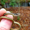 Eastern Ribbon Snake