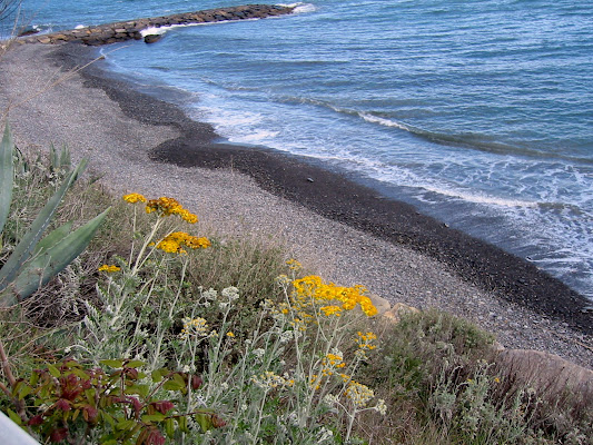 Fiori gialli sul mare di VeraWilma