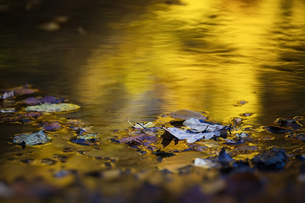 Oro liquido di Gloria Staffa