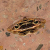 Indian Owlet Moth