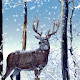 Winter Forest HD Wallpapers New Tab