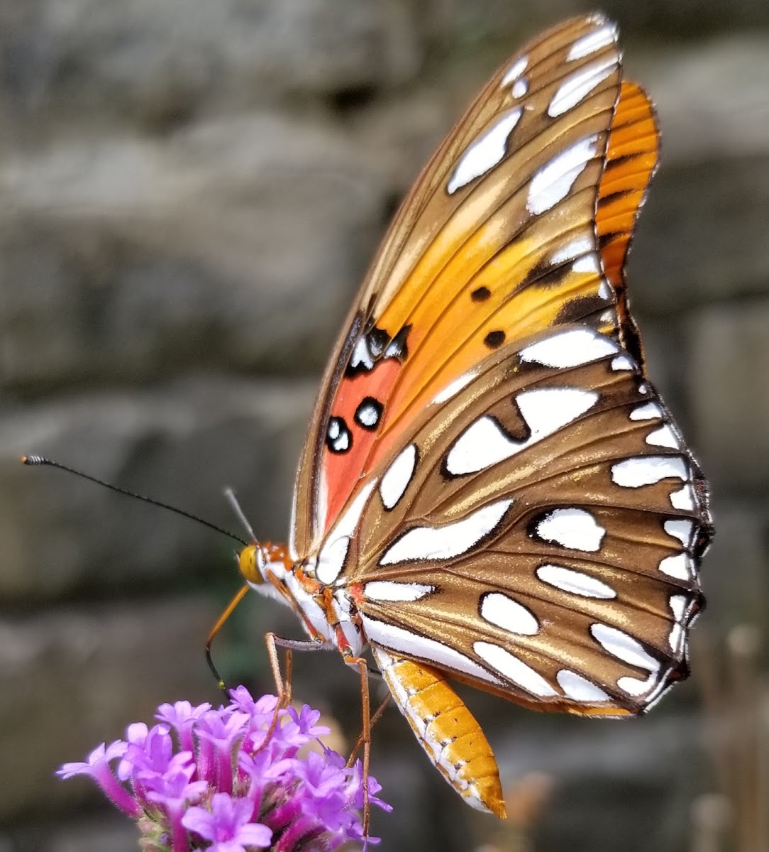 Gulf fritillary