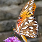 Gulf fritillary