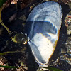 California Blue Mussel