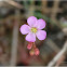 Drosera spathulata 寬苞茅膏菜