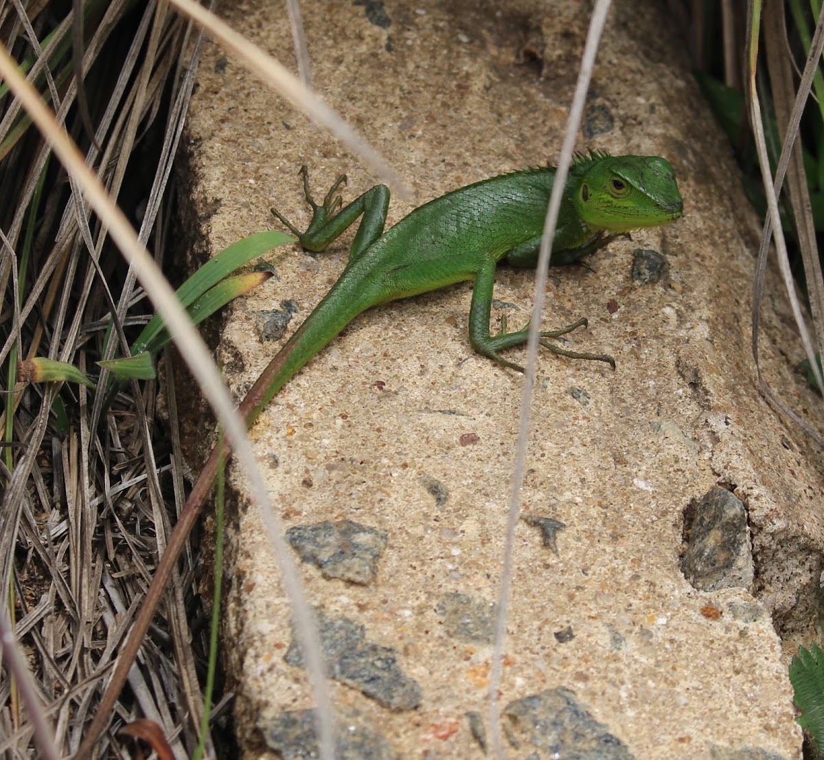 Green Garden Lizard