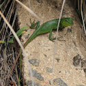 Green Garden Lizard