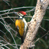 Lesser Golden-backed Woodpecker