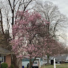 Cherry Blossom Tree