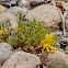 Golden Corydalis