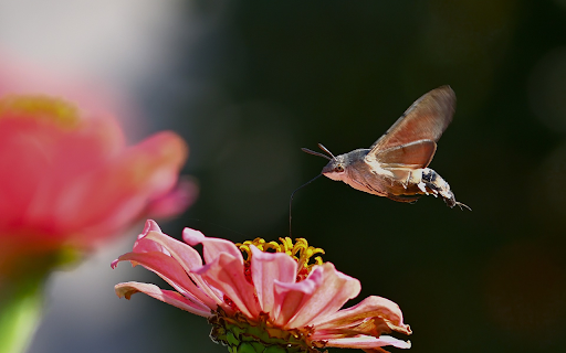 Butterfly flying