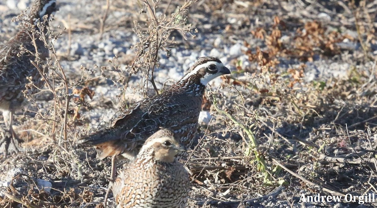 Northern Bobwhite