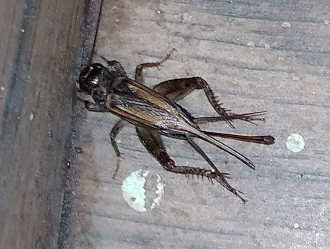 House Cricket