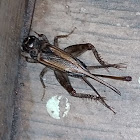 House Cricket