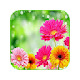 Flower HD Backgrounds & New Tab