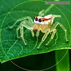 Painted Face Orange Jumper, female