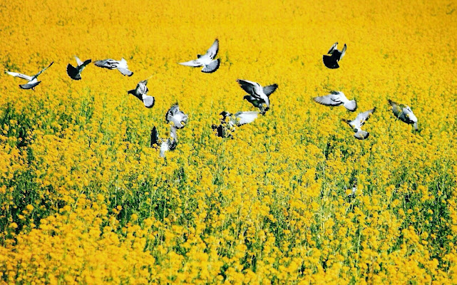 Campo giallo con volo d'uccelli di paolo-spagg