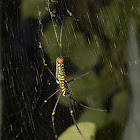 northern golden orb weaver or giant golden orb weaver