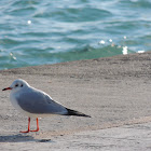 Black-headed gull