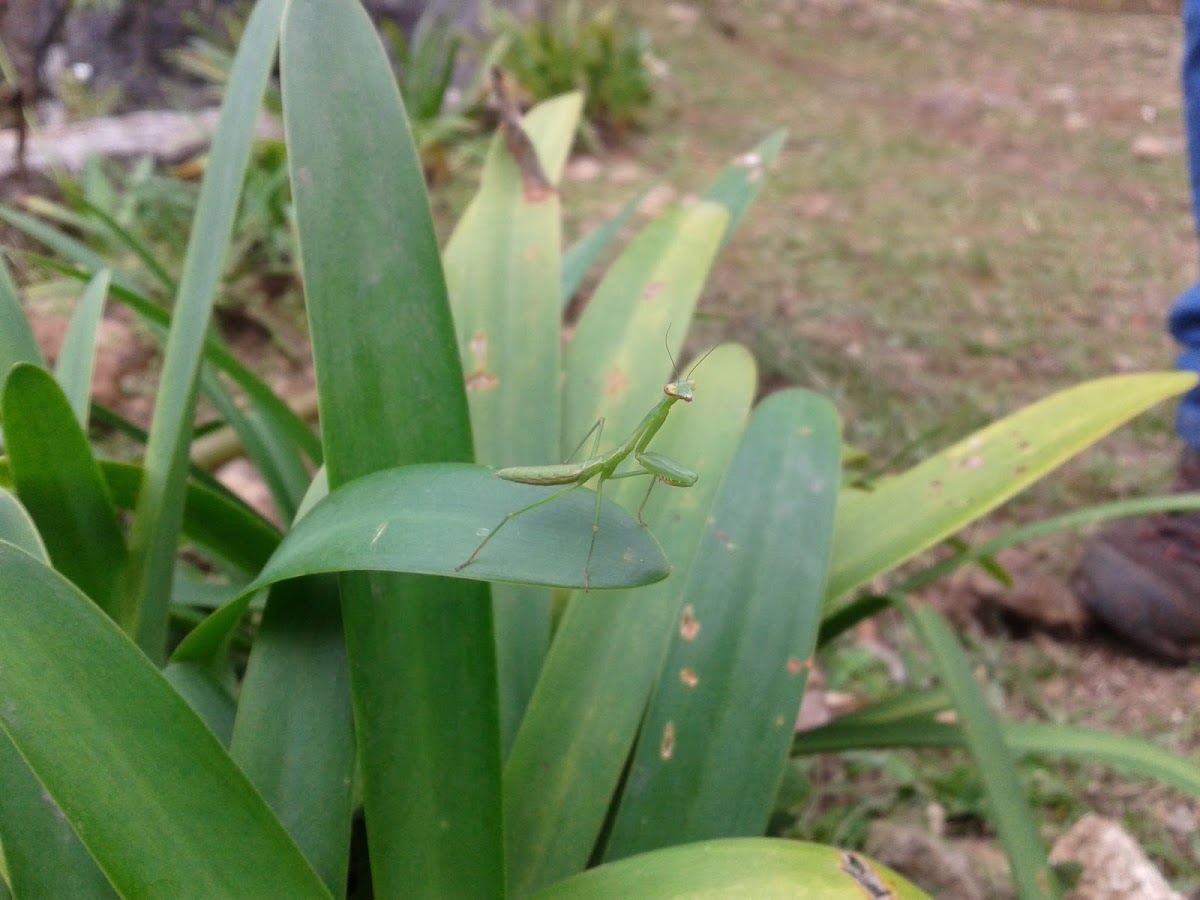 Mantis Religiosa