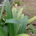 Mantis Religiosa