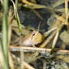 Western Chorus Frog