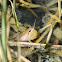 Western Chorus Frog