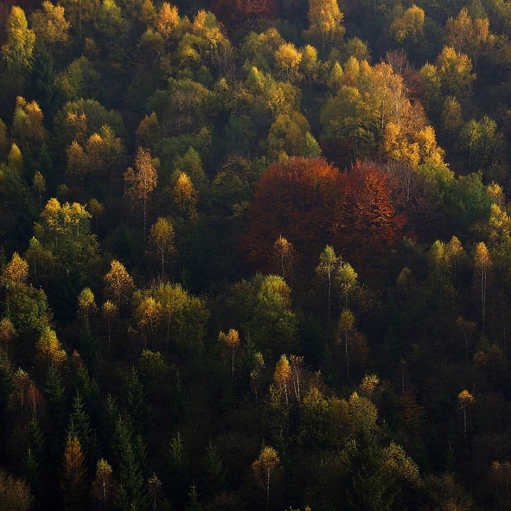 Sugli Alberi, le Foglie di gianni87