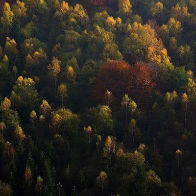 Sugli Alberi, le Foglie di gianni87