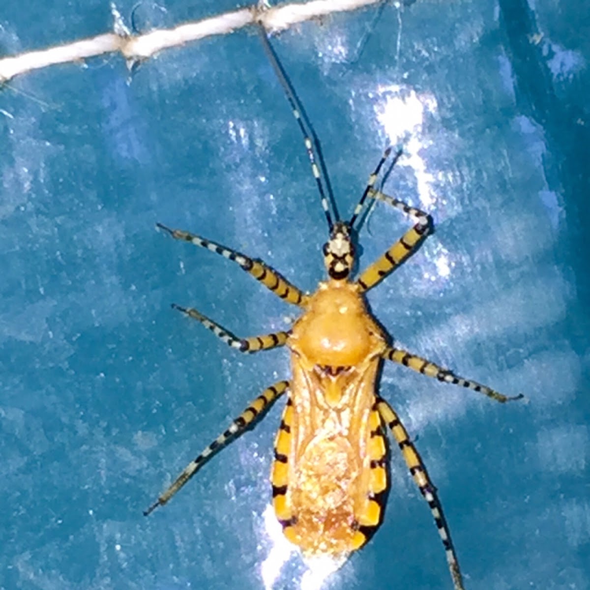 Orange assassin bug