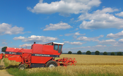 Harvest wheat