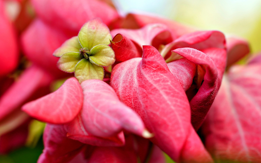 Red flowers and leaves