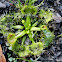 Drosera Sundew (carnivorous plant)