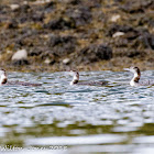 Great Northern Diver