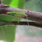 Assassin Bug nymph